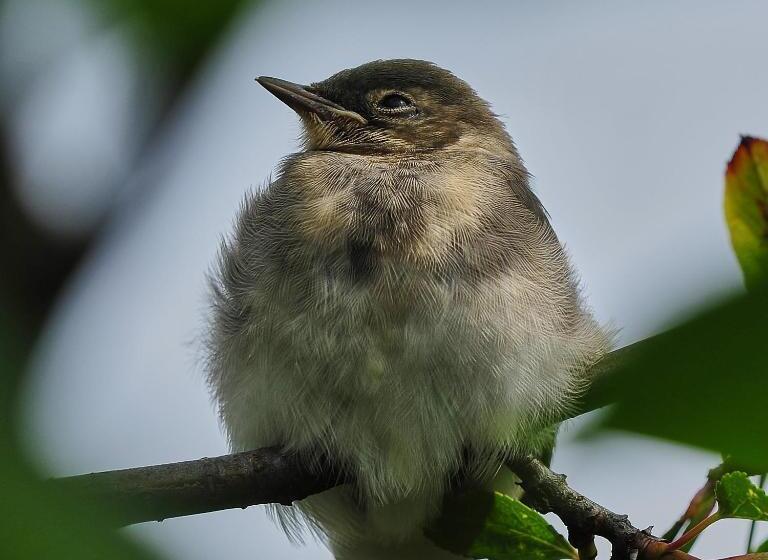 Majatalo Pokoje Nowakowscy