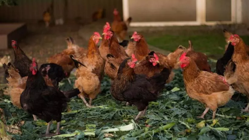 Hotelli Agroturystyka Nowy Kraków