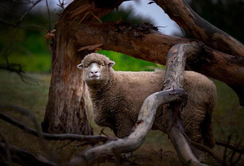 Galahad S Animal Sanctuary B&b