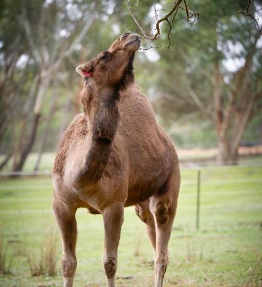 Galahad S Animal Sanctuary B&b