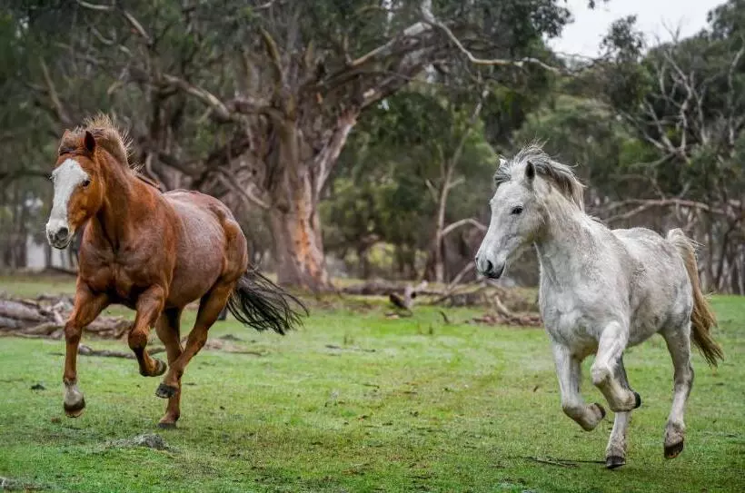 Galahad S Animal Sanctuary B&b