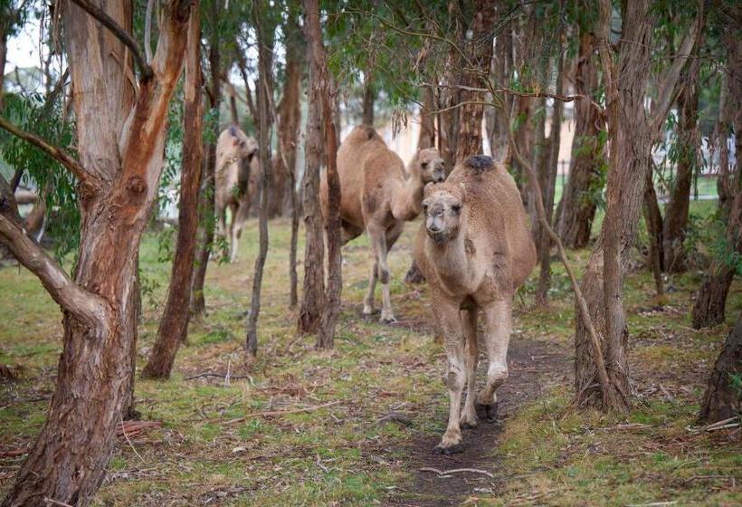 Galahad S Animal Sanctuary B&b