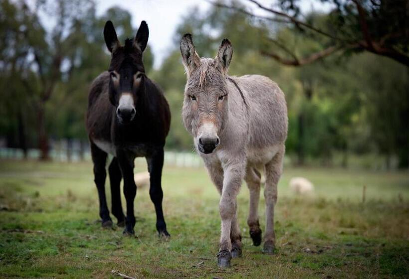 Galahad S Animal Sanctuary B&b