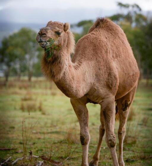 Galahad S Animal Sanctuary B&b