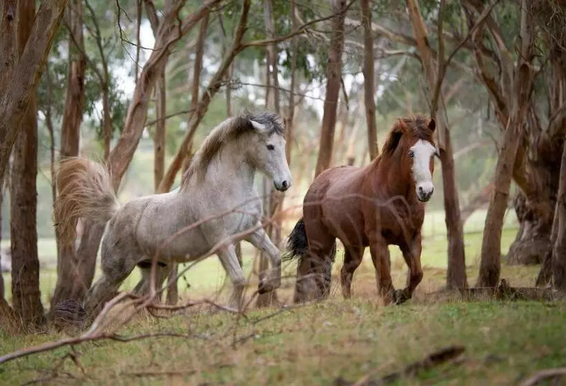 Galahad S Animal Sanctuary B&b