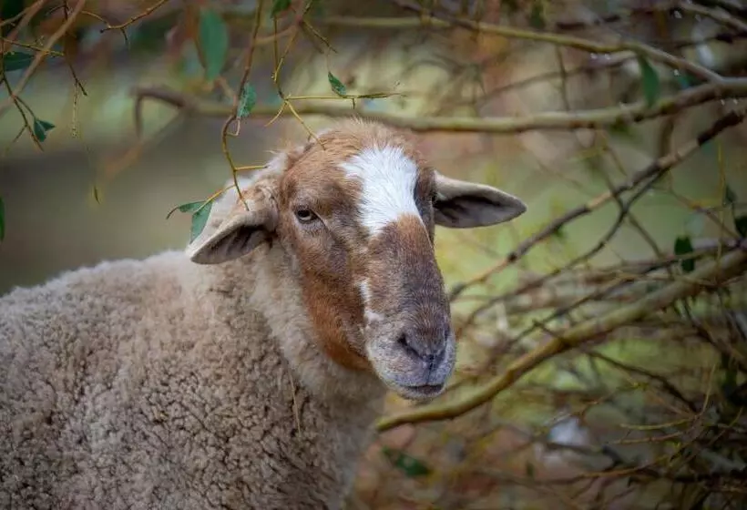 Galahad S Animal Sanctuary B&b