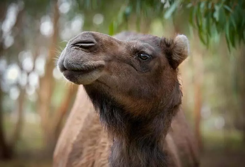 Galahad S Animal Sanctuary B&b