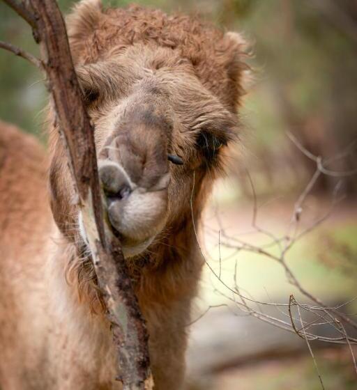 Galahad S Animal Sanctuary B&b