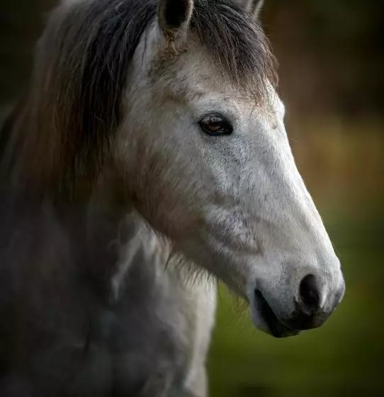 Galahad S Animal Sanctuary B&b