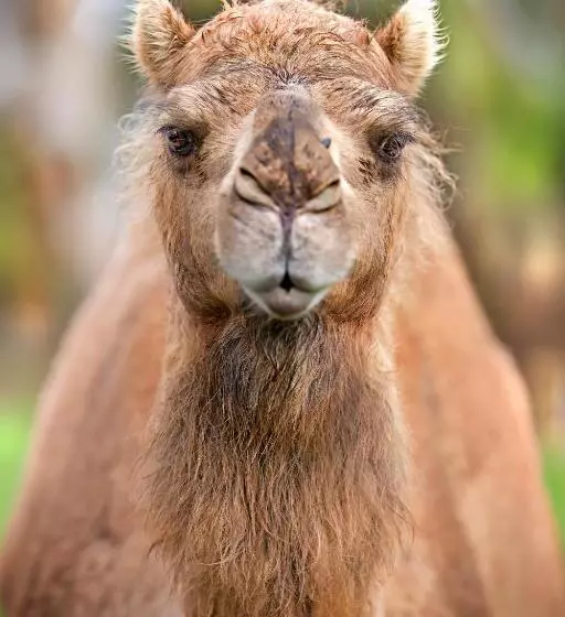 Galahad S Animal Sanctuary B&b