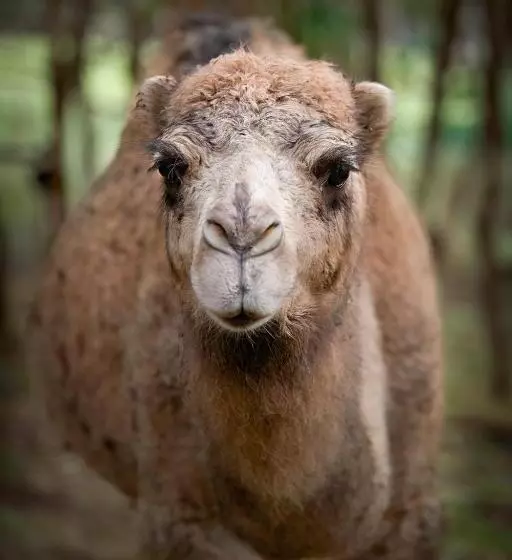 Galahad S Animal Sanctuary B&b