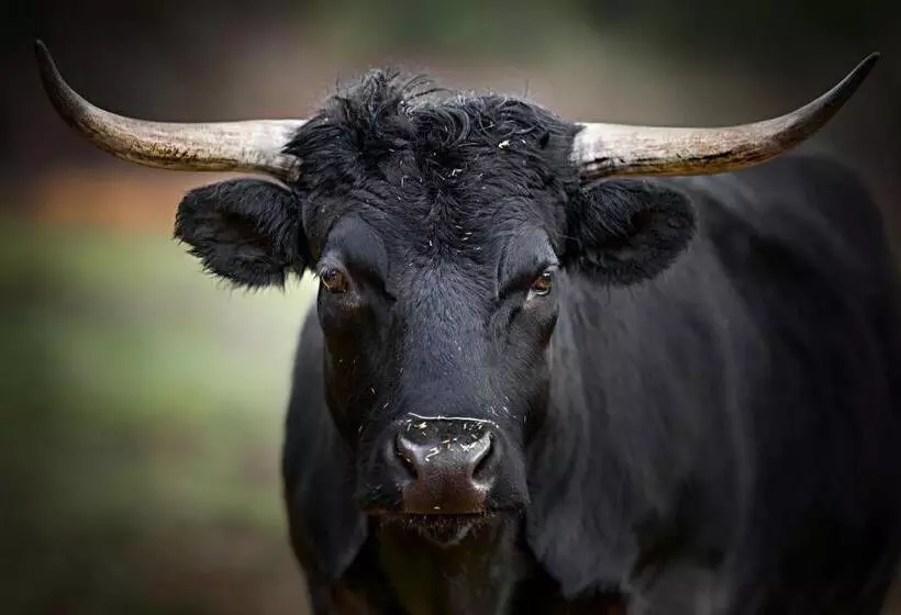 Galahad S Animal Sanctuary B&b