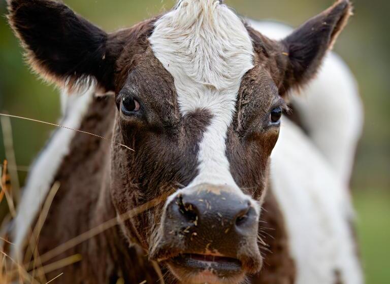 Galahad S Animal Sanctuary B&b