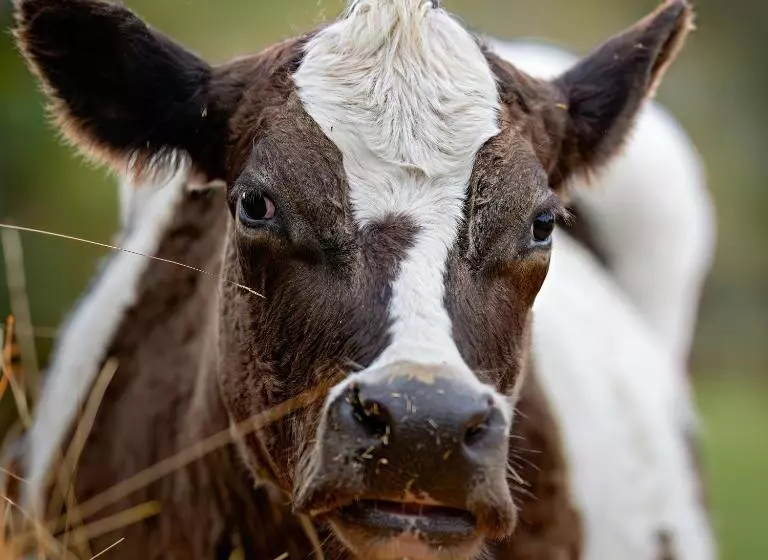 Galahad S Animal Sanctuary B&b