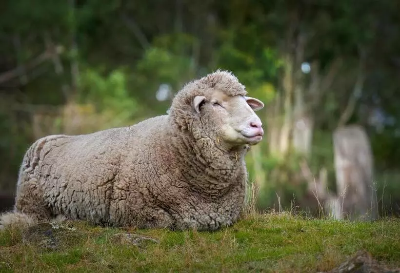 Galahad S Animal Sanctuary B&b