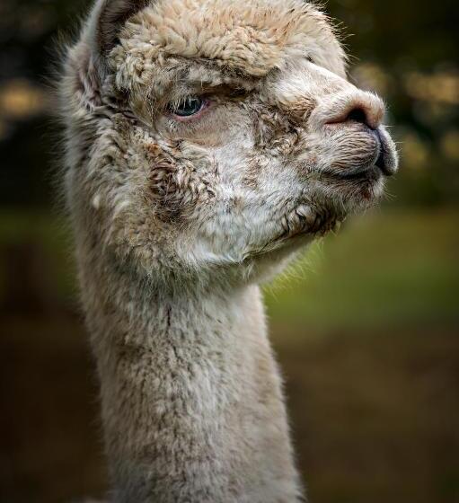 Galahad S Animal Sanctuary B&b