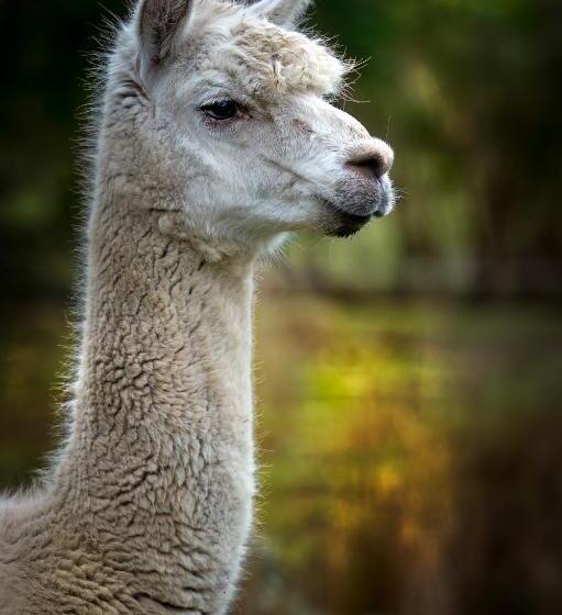 Galahad S Animal Sanctuary B&b