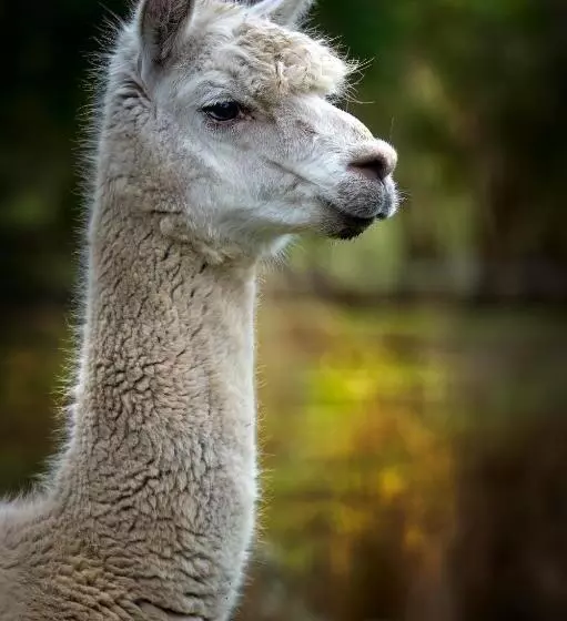 Galahad S Animal Sanctuary B&b