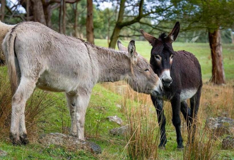 Galahad S Animal Sanctuary B&b