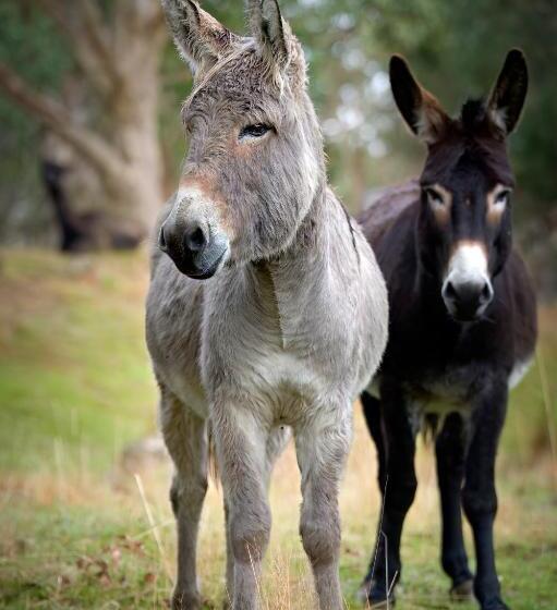 Galahad S Animal Sanctuary B&b