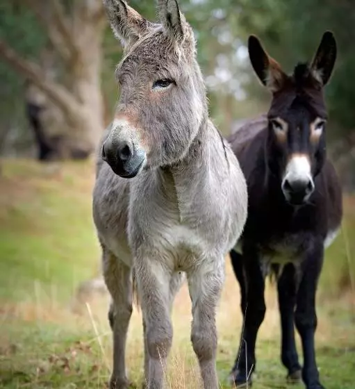 Galahad S Animal Sanctuary B&b