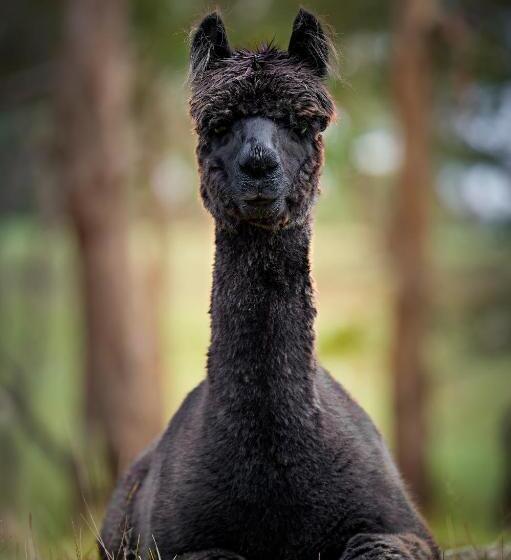 Galahad S Animal Sanctuary B&b