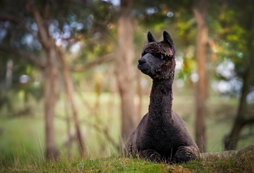 Galahad S Animal Sanctuary B&b