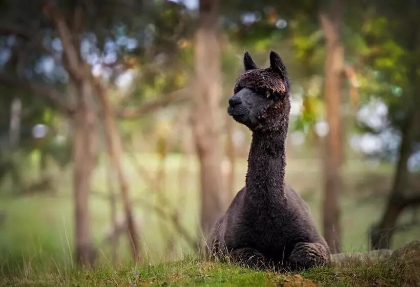 Galahad S Animal Sanctuary B&b