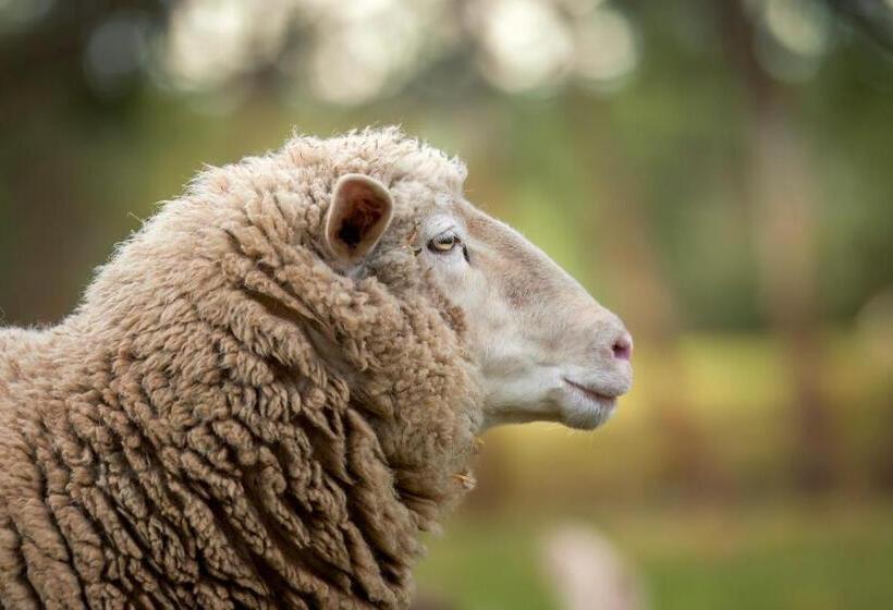 Galahad S Animal Sanctuary B&b