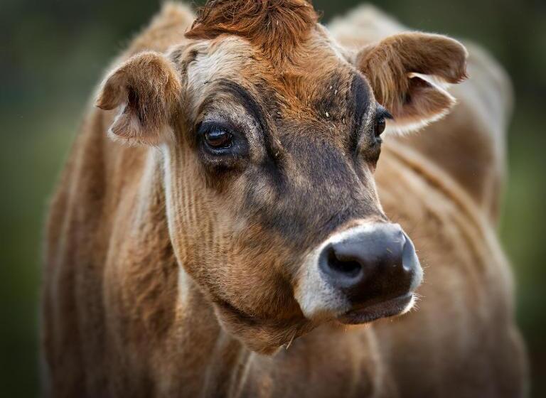 Galahad S Animal Sanctuary B&b