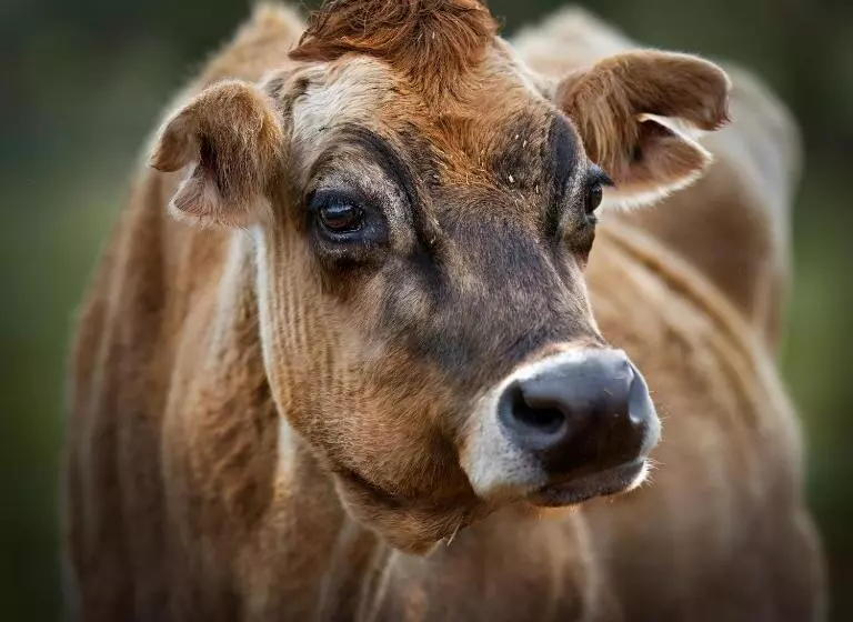 Galahad S Animal Sanctuary B&b