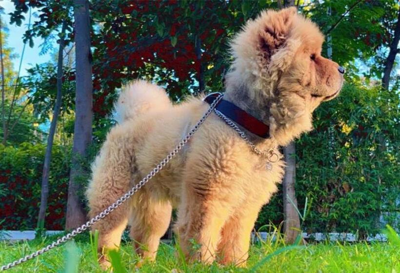 Farm Stay Resort   Shamirpet, Hyderabad