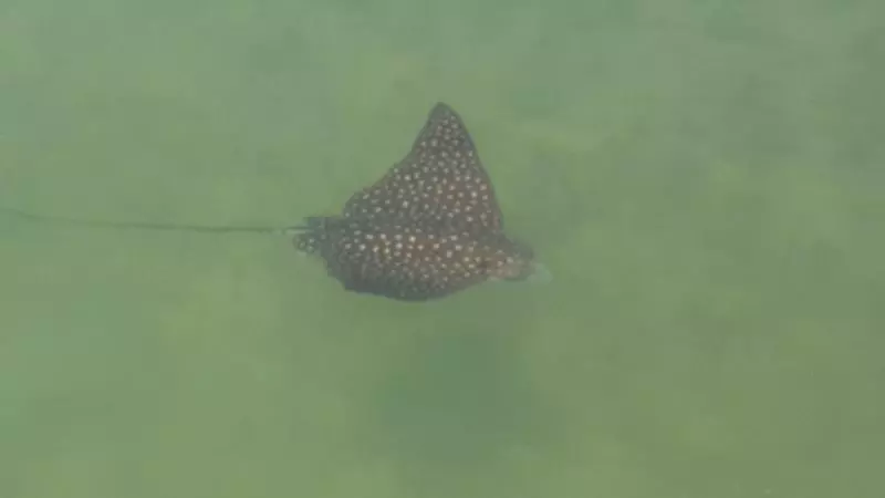 Floating Sea Cove Resort & Marina