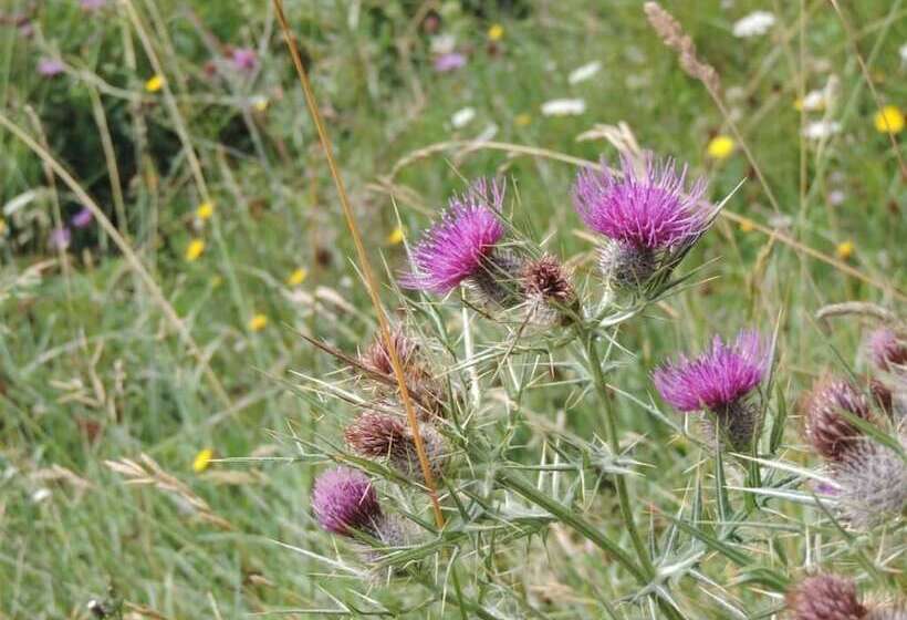 فندق Albergo Del Sole