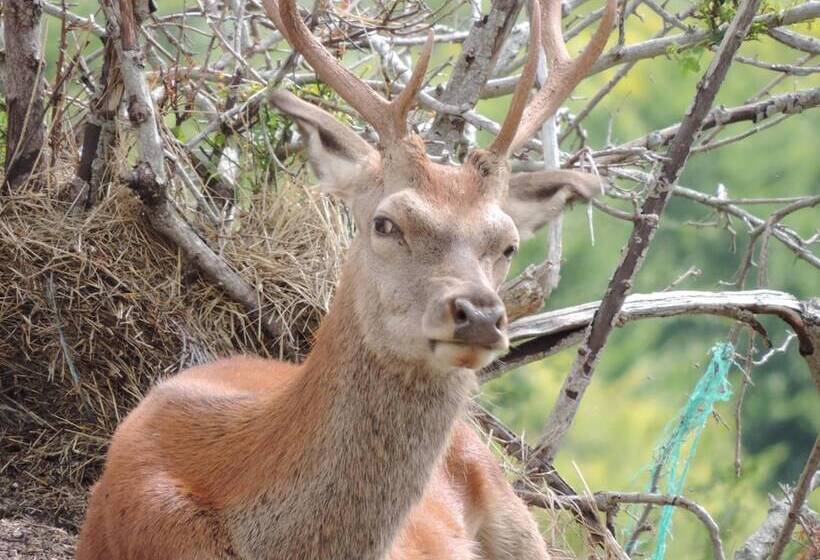 فندق Albergo Del Sole