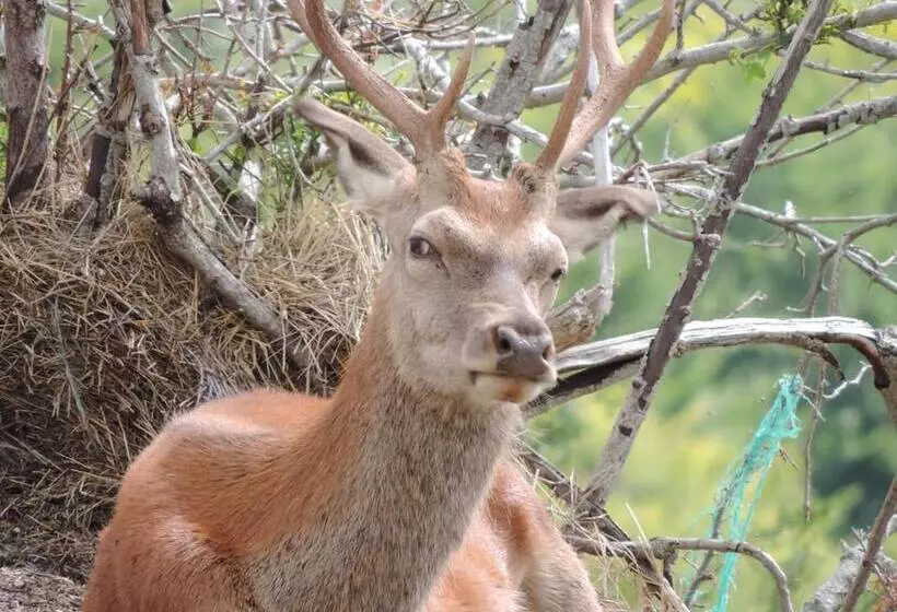 ホテル Albergo Del Sole