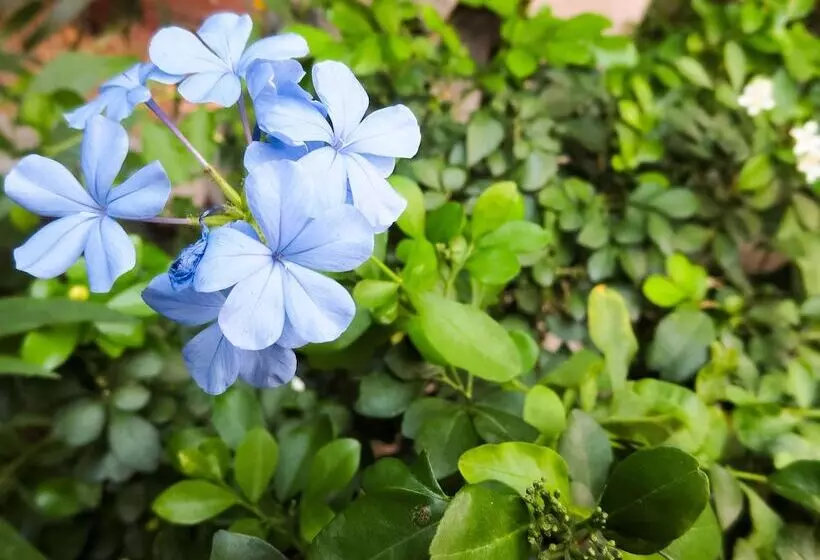 ホテル Baan Silom Soi 3