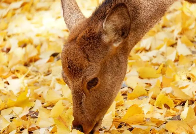 Отель Noborioji Nara