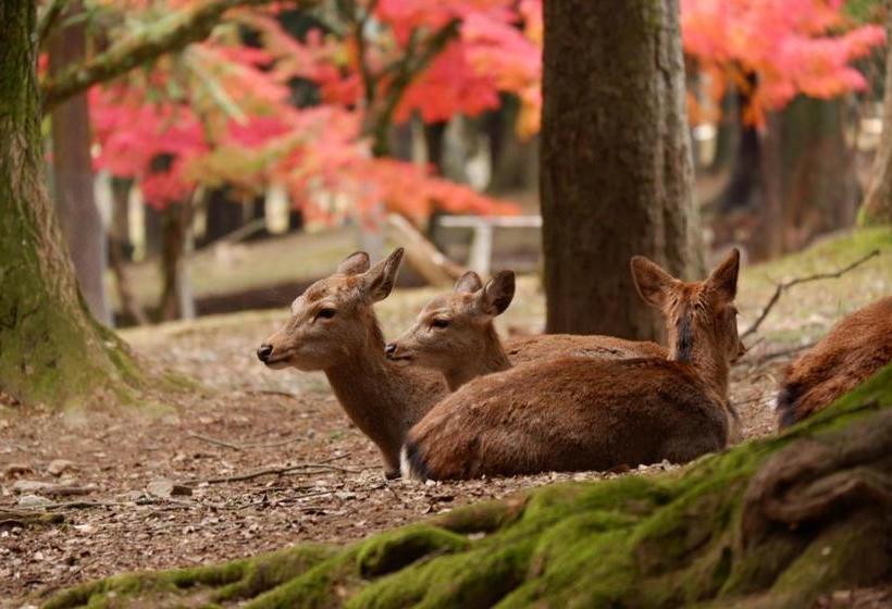 فندق Noborioji  Nara