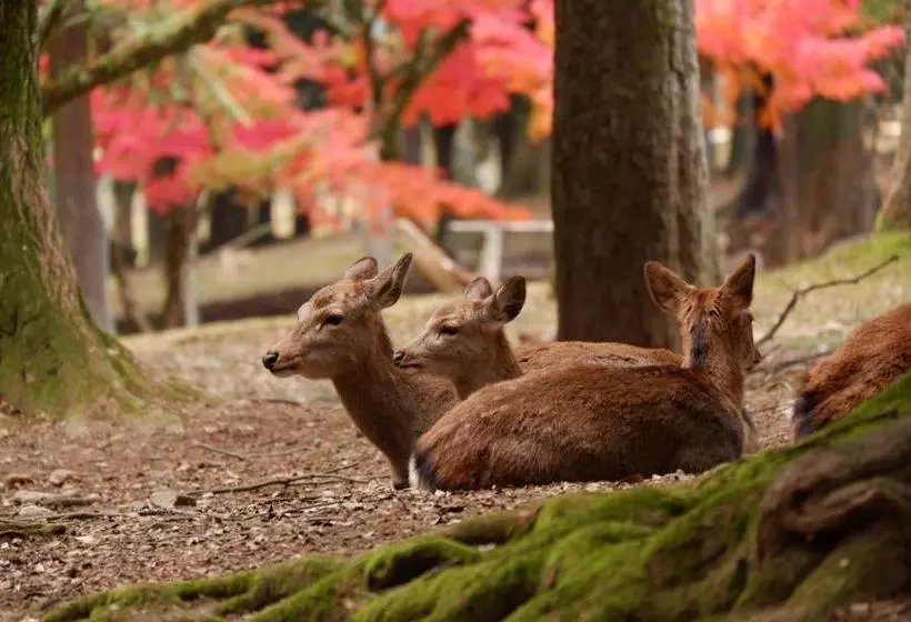 Отель Noborioji Nara