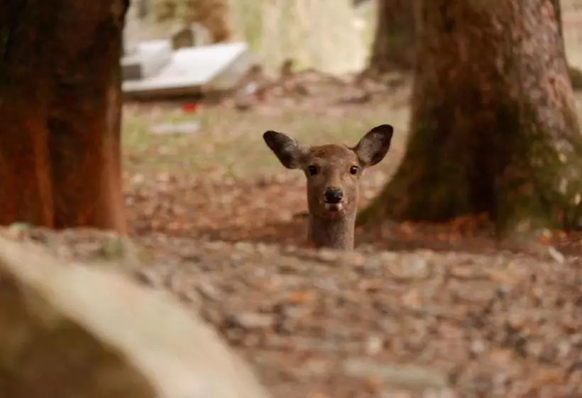 Отель Noborioji Nara