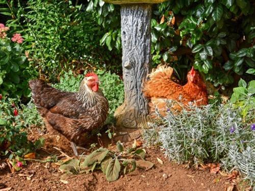 The White Horse View B&b