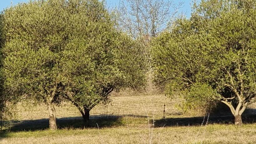 Пансион Domaine Du Moulin De Cors