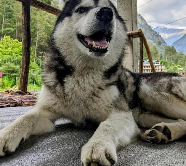 هاستل Damnbro Cafe & Stay Kasol