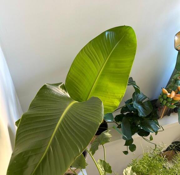 ベッドアンドブレックファースト Monkey Tree Stay