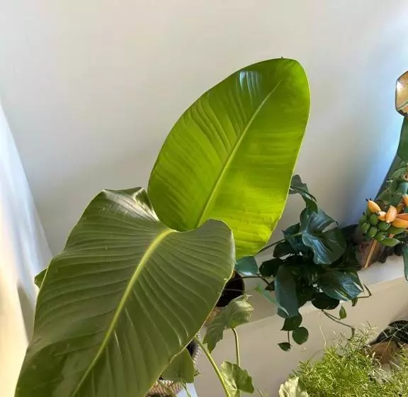 Aamiaismajoitus (B&B) Monkey Tree Stay