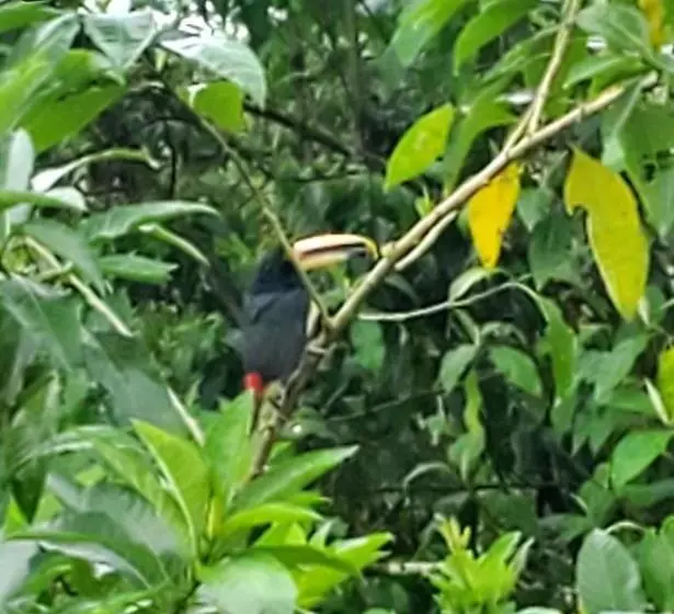 Sendero De Las Aves