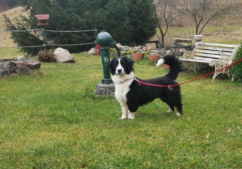 مبيت وإفطار Zaczarowalim Dom W Górach Sowich