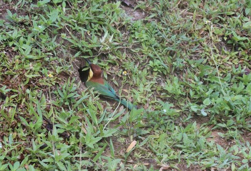 Forest Tree Top Holiday Resort