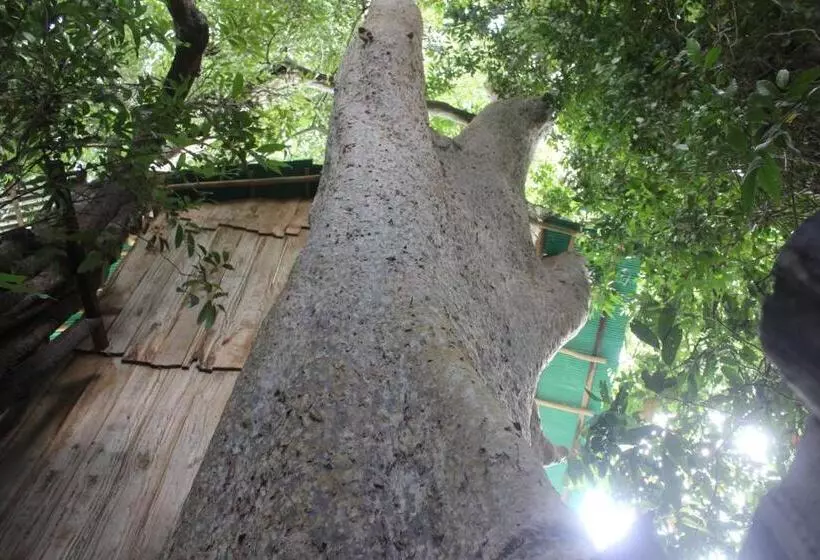 Forest Tree Top Holiday Resort